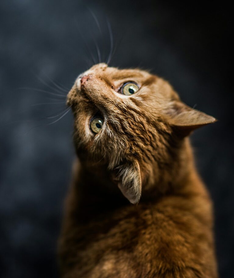 Adoptie katten