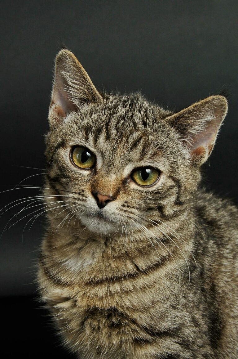 Adoptie katten