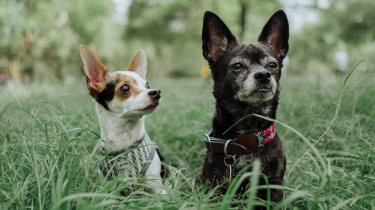 Chihuahuas